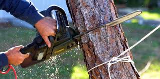 Best Emergency Tree Removal  in Meridian, CO