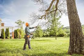 Best Palm Tree Trimming  in Meridian, CO