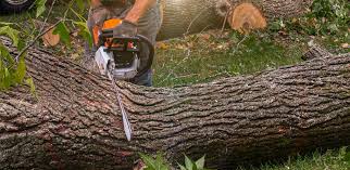 Best Tree Maintenance Programs  in Meridian, CO