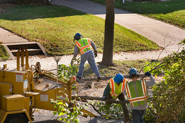 Meridian, CO Tree Removal Company