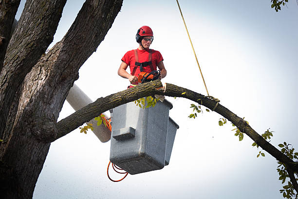 Best Tree Trimming and Pruning  in Meridian, CO