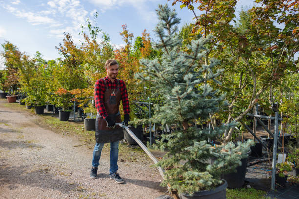 How Our Tree Care Process Works  in  Meridian, CO