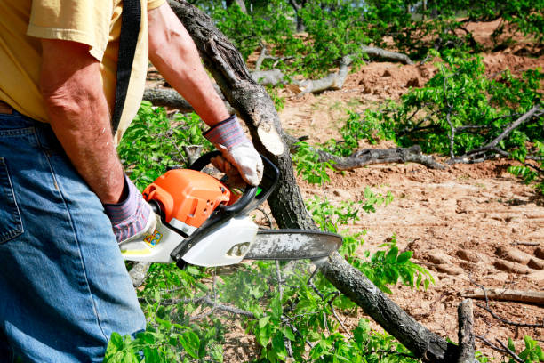 Best Tree Preservation Services  in Meridian, CO